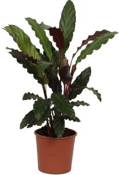 Zdjęcie produktu - Kwiat Calathea don 14cm szt