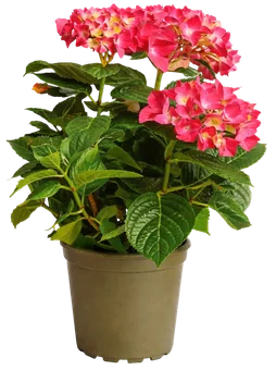 Zdjęcie produktu - Hortensja