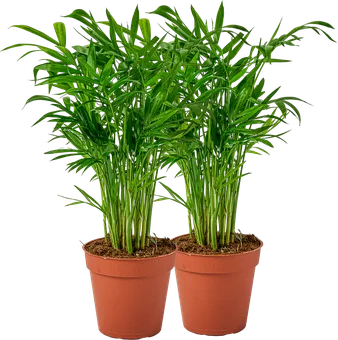 Zdjęcie produktu - Chamaedorea