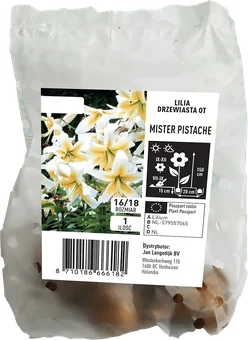 Cebula kwiatowa Lilia Drzewiasta Mr.Pistache 1szt widok 1