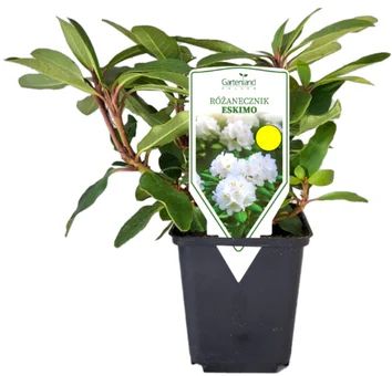 Krzew Różanecznik Eskimo don P9 szt widok 1