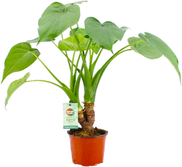 Zdjęcie produktu - Kwiat Alocasia cucullata don 9cm szt