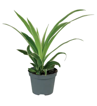 Kwiat Rośliny zielone don 6cm szt widok główny