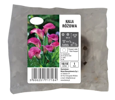 Cebula kwiatowa Zantendeschia Kalla różowa szt widok 1