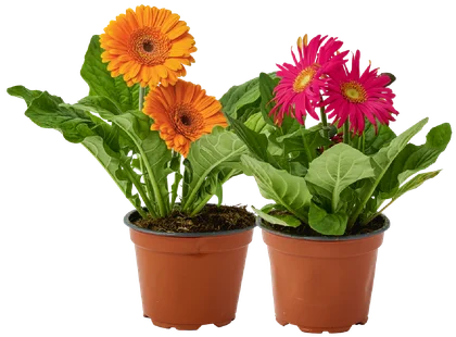 Kwiat Gerbera don 12cm szt widok 1