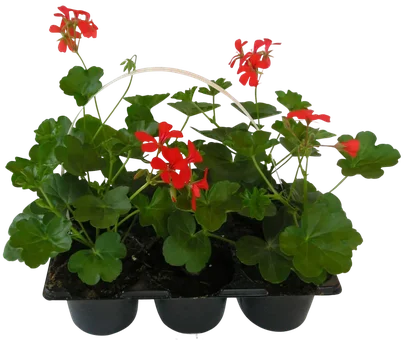 Kwiat Pelargonia 6-pak szt widok główny 