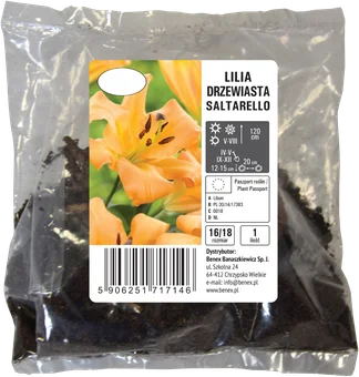 Cebula kwiatowa Lilia drzewiasta szt widok 1