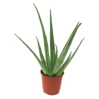 Kwiat Aloes don 12cm szt. widok główny