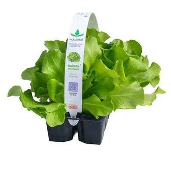 Rozsada Sałata masłowa 10-pak szt widok 1