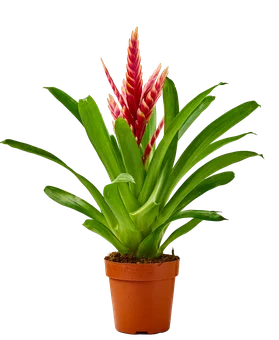 Kwiat Bromelia mix don 12cm szt widok główny