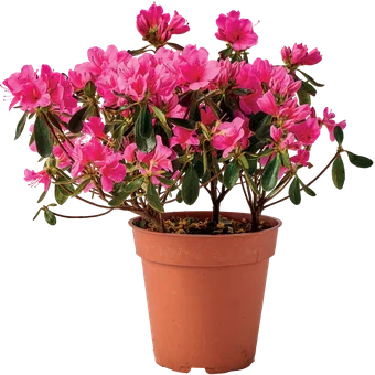 Zdjęcie produktu - Kwiat Azalia don 12cm szt.