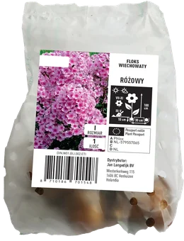 Cebula kwiatowa Floks wiechowaty różowy szt widok 1