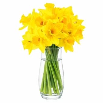 Kwiat bukiet żonkil 20szt widok główny 