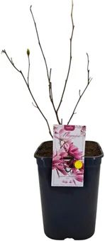 Krzew Magnolia don C6 szt widok główny 