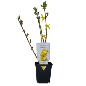 Krzew Forsycja don P9 szt widok 1