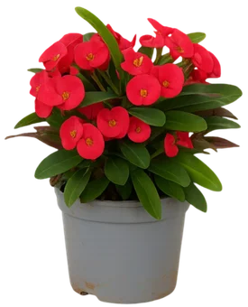 Zdjęcie produktu - Kwiat Euphorbia milii don 13cm szt