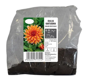 Cebula kwiatowa Dalia kaktus. Color Spectacle szt widok 1