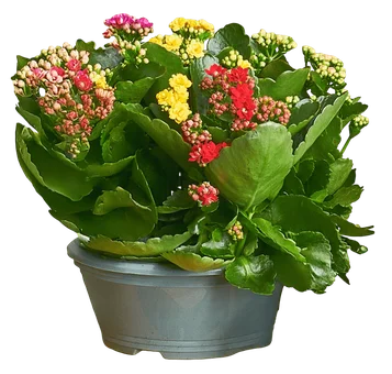 Kwiat Kalanchoe don 23cm szt. widok główny 