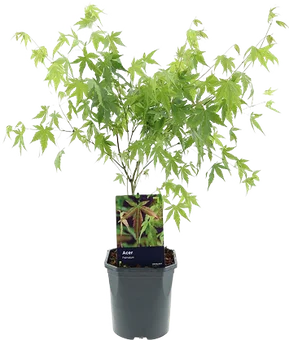 Zdjęcie produktu - Drzewo Klon acer don 17cm szt