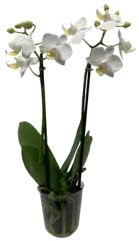 Kwiat Storczyk mini don 5,5cm szt widok główny