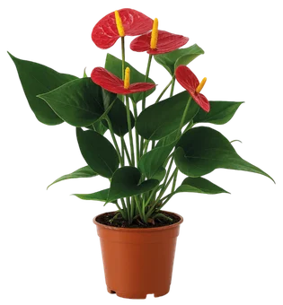Kwiat Anthurium don 12cm szt widok główny 