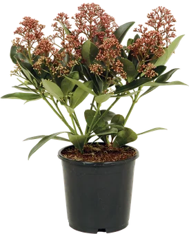 Krzew Skimmia don 14cm szt widok główny 