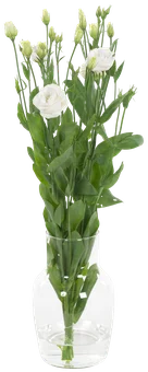 Kwiat bukiet Eustoma 4szt widok 1