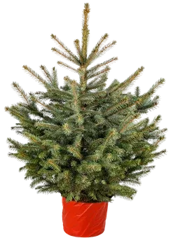 Świerk z systemem korzeniowym od 90cm szt widok główny 