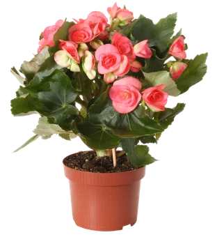 Zdjęcie produktu - Begonia Elatior