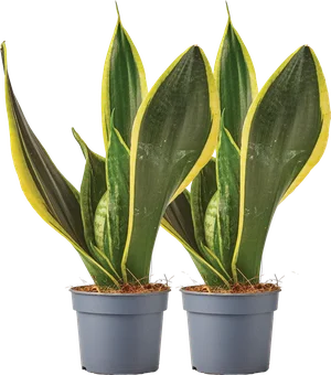 Zdjęcie produktu - Sansevieria