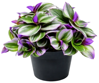 Kwiat Trzykrotka don 12cm szt widok główny 