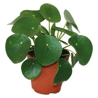 Kwiat Pilea don 13cm szt widok główny 
