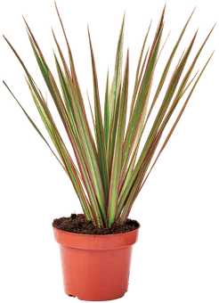 Kwiat Rośliny zielone mix don 12cm szt widok główny