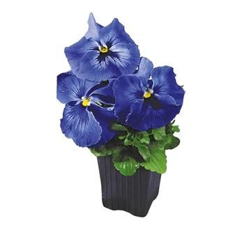 Kwiat Bratek wielkokwiatowy don 9cm szt widok 1