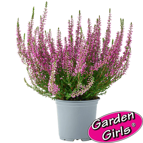 Zdjęcie produktu - Wrzos Garden Girls