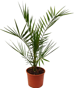 Zdjęcie produktu - Palma Daktylowiec don 14cm szt