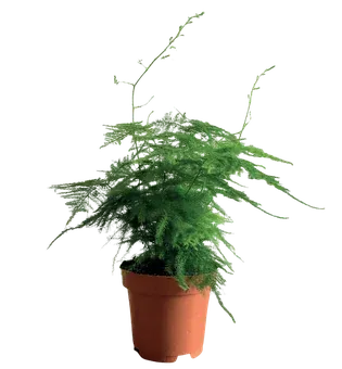 Zdjęcie produktu - Kwiat Asparagus don 12cm szt