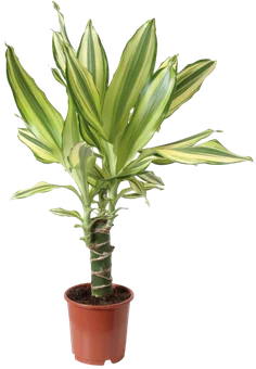 Zdjęcie produktu - Kwiat Dracena don 11cm szt