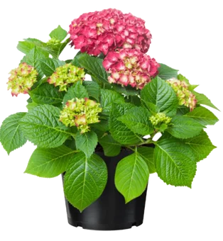 Krzew Hortensja don 23cm szt widok 1
