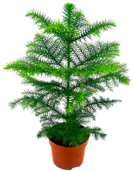 Kwiat Araucaria don 10cm szt. widok główny 