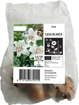 Cebula kwiatowa Lilia Casa Blanca szt widok 1