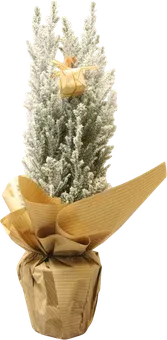 Cyprysik Ellwoodii ze śniegiem i dekoracją don 9cm widok główny