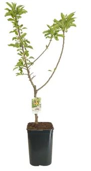 Zdjęcie produktu - Drzewo owocowe karłowe Jabłoń don C6 szt.