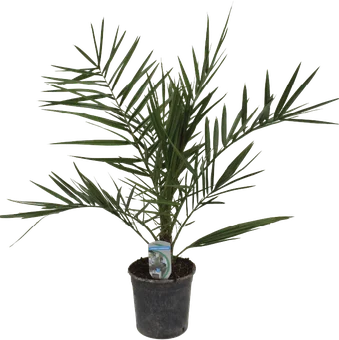 Kwiat Palma kanaryjska don 15cm szt widok główny 