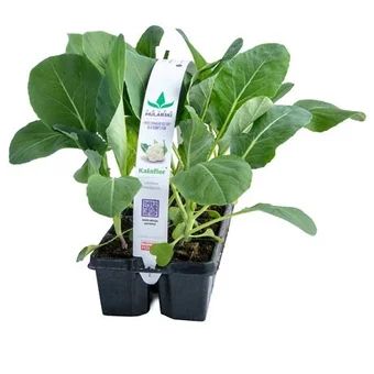 Rozsada Kalafior 10-pak szt widok 1