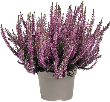 Kwiat Wrzos Garden Girls don 13cm szt widok 1