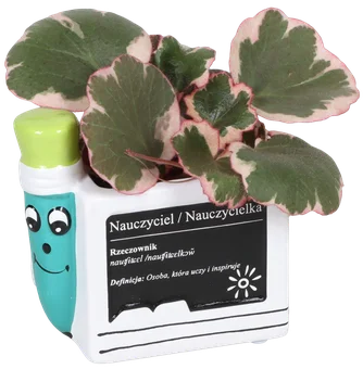 Kwiat Rośliny zielone w ceram. ołówek don 6cm szt widok główny 