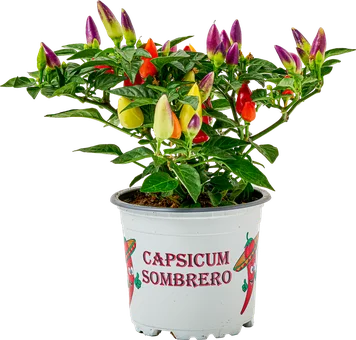 Kwiat Capsicum mix don 10,5cm szt widok 1
