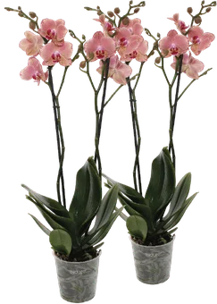 Kwiat Storczyk 2-pęd don 12cm szt widok 1