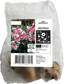 Cebula kwiatowa Lilia drzewiasta Anastasia szt widok 1